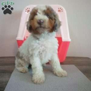 Daisy, Miniature Poodle Puppy